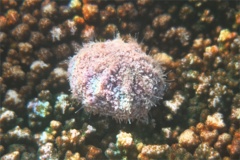 Sea Urchins - Pink Flower Urchin - Toxopneusteus roseus