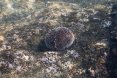 Sea Urchins - White Sea Urchin - Tripneustes depressus