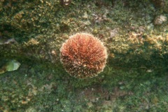 Sea Urchins - White Sea Urchin - Tripneustes depressus