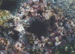 Sea Urchins - Blue-Black Sea Urchin - Echinothrix diadema