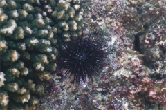 Sea Urchins - Blue-Black Sea Urchin - Echinothrix diadema