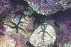 Brittle Star - Ringed Brittle Star - Ophionereis annulata