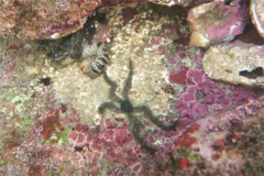 Brittle Star - Ringed Brittle Star - Ophionereis annulata