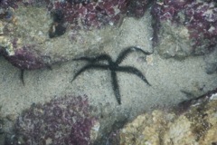 Brittle Star - Giant Black Brittle Star - Ophiocoma aethiops