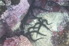 Brittle Star - Giant Black Brittle Star - Ophiocoma aethiops