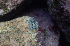 Chiton - White-striped Chiton - Chiton albolineatus