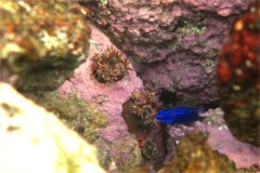 Anemones - Mexican Sea Anemone - Bunodactis mexicana