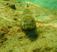 Lizardfish - Sand Diver - Synodus intermedius