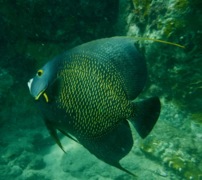 Angelfish - French Angelfish - Pomacanthus paru