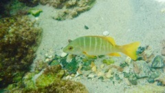 Snappers - Schoolmaster - Lutjanus apodus