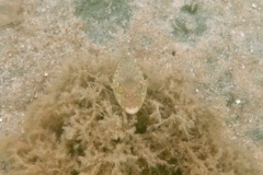 Pufferfish - Northern Puffer - Sphoeroides maculatus