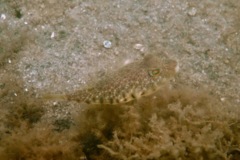 Pufferfish - Northern Puffer - Sphoeroides maculatus