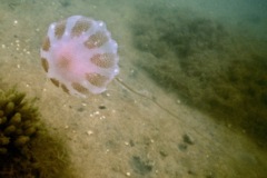 Jelly Fish - Atlantic Sea Nettle - Chrysaora quinquecirrha