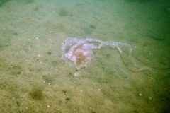 Jelly Fish - Atlantic Sea Nettle - Chrysaora quinquecirrha