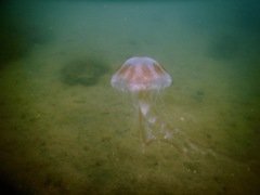 Jelly Fish - Atlantic Sea Nettle - Chrysaora quinquecirrha