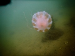 Jelly Fish - Atlantic Sea Nettle - Chrysaora quinquecirrha