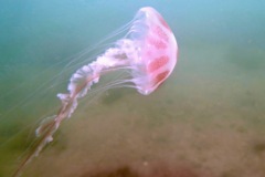 Jelly Fish - Atlantic Sea Nettle - Chrysaora quinquecirrha