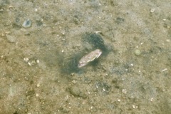 Crabs - Lady Crab - Ovalipes ocellatus