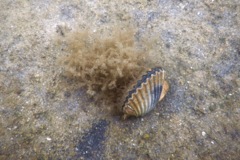 Bivalve Mollusc - Bay Scallop - Argopecten irradians