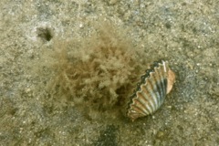 Bivalve Mollusc - Bay Scallop - Argopecten irradians