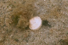 Bivalve Mollusc - Bay Scallop - Argopecten irradians