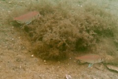 Wrasse - Cunner - Tautogolabrus adspersus