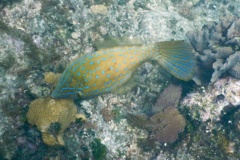Filefish - Dotterel Filefish - Aluterus heudelotii