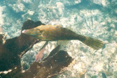 Filefish - Dotterel Filefish - Aluterus heudelotii