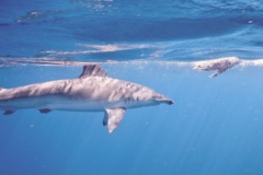 Sharks - Smooth Hammerhead Shark - Sphyrna zygaena