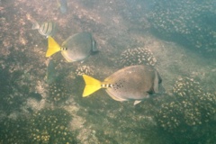 Surgeonfish - Yellowtail Surgeonfish - Prionurus punctatus