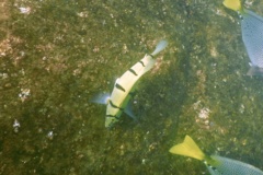 Surgeonfish - Convict Surgeonfish - Acanthurus triostegus