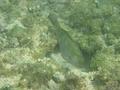 Parrotfish - Bucktooth Parrotfish - Sparisoma radians