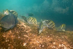 Surgeonfish - Convict Surgeonfish - Acanthurus triostegus