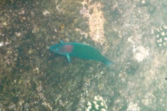 Wrasse - Sunset Wrasse - Thalassoma grammaticum