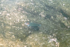 Wrasse - Sunset Wrasse - Thalassoma grammaticum