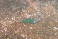 Wrasse - Sunset Wrasse - Thalassoma grammaticum