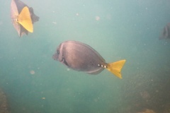 Surgeonfish - Razor Surgeonfish - Prionurus laticlavius