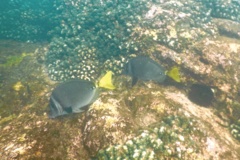 Surgeonfish - Razor Surgeonfish - Prionurus laticlavius