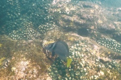 Surgeonfish - Razor Surgeonfish - Prionurus laticlavius