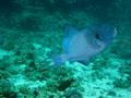 Triggerfish - Blue Triggerfish - Pseudobalistes fuscus