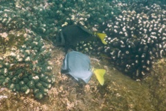 Surgeonfish - Razor Surgeonfish - Prionurus laticlavius