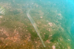 Pipefish - Bluespotted Cornetfish - Fistularia commersonii