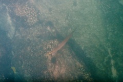 Trumpetfish - Golden Trumpetfish - Aulostomus chinensis