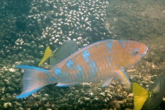 Parrotfish - Bluebarred Parrotfish - Scarus ghobban