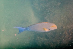 Surgeonfish - Yellowfin Surgeonfish - Acanthurus xanthopterus