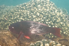 Parrotfish - Ember Parrotfish - Scarus rubroviolaceus