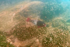 Parrotfish - Ember Parrotfish - Scarus rubroviolaceus