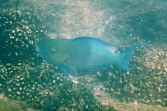 Parrotfish - Ember Parrotfish - Scarus rubroviolaceus