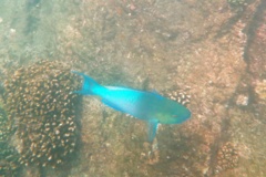 Parrotfish - Ember Parrotfish - Scarus rubroviolaceus