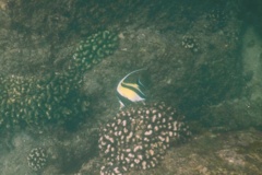 Surgeonfish - Moorish Idol - Zanclus cornutus